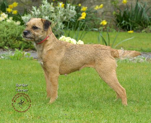 Border Terrier 8R076D-07.JPG